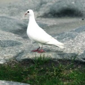 Profile photo of Tarah